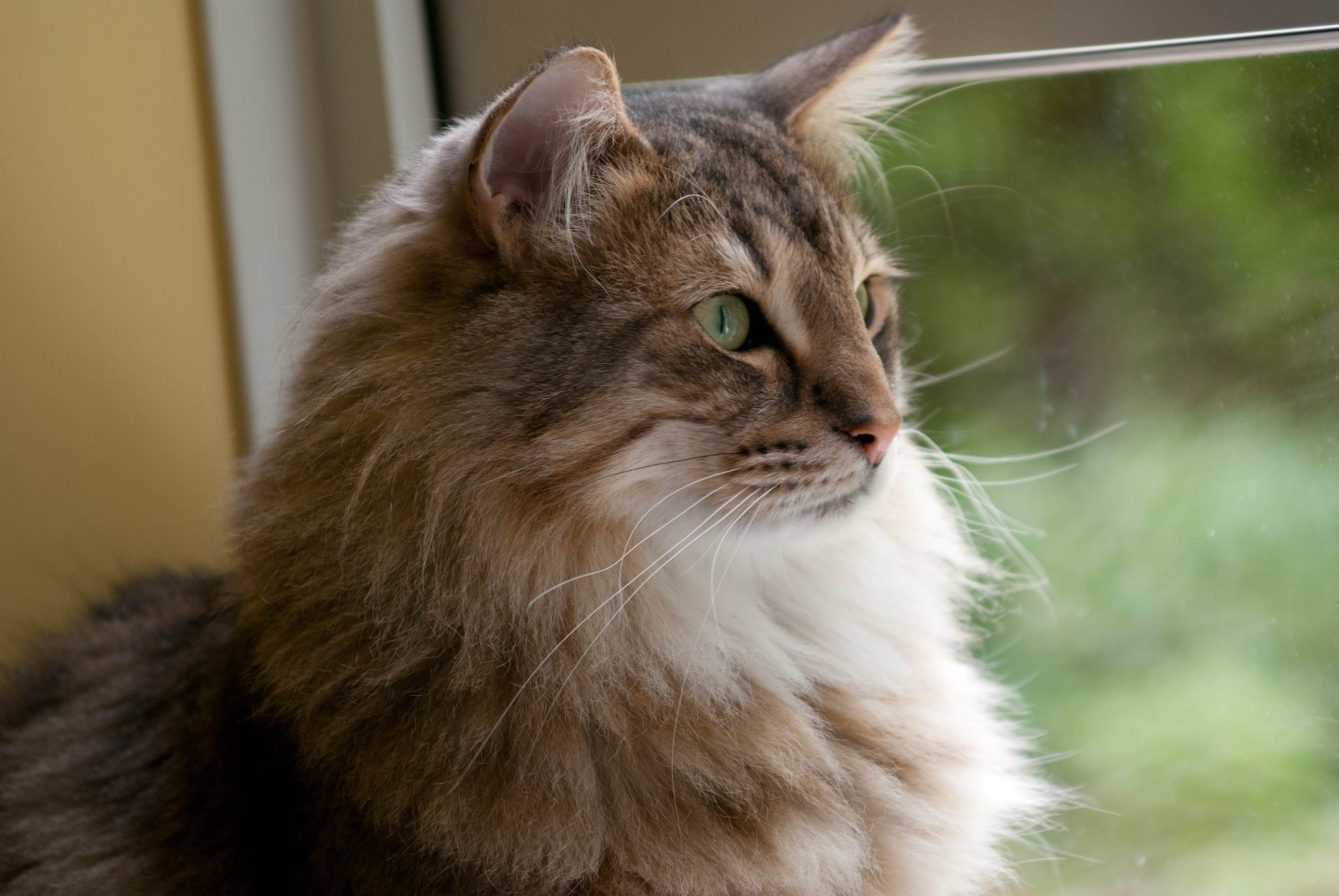 a handsome norwegian forest cat in three quarter profile